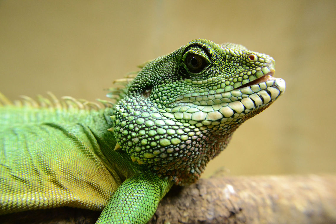 Male Green waterdragon | Physignathus cocincinus 1.0  Chinese Water Dragon,Physignathus cocincinus