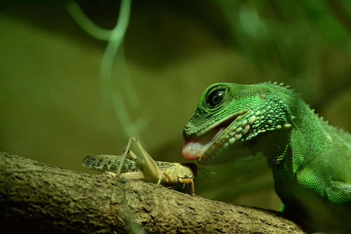 Green waterdragon eating Last milliseconds in the life of a locust ...  Chinese Water Dragon,Geotagged,Germany,Physignathus cocincinus
