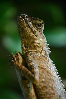 Praying Acanthosaura capra | green prickleape ?!?  Acanthosaura capra,Geotagged,Germany,Green Pricklenape