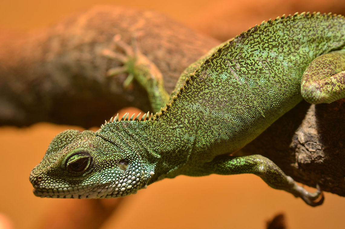 Green waterdragon | Physignathus cocincinus 0.1  Asia,Chinese Water Dragon,Geotagged,Germany,Green waterdragon,Physignathus cocincinus,Rainforest