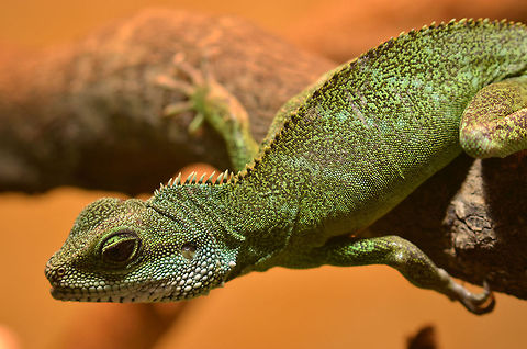 Green waterdragon | Physignathus cocincinus 0.1  Asia,Chinese Water Dragon,Geotagged,Germany,Green waterdragon,Physignathus cocincinus,Rainforest
