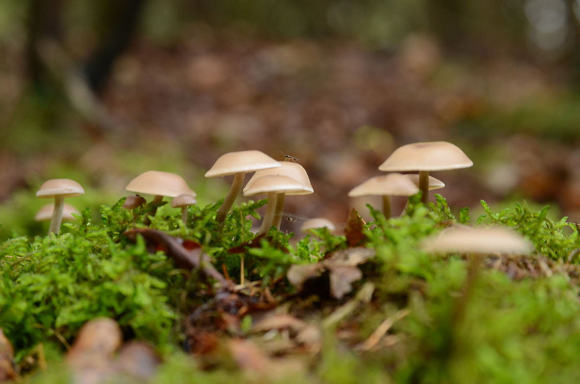 Autumn in Germany I found some fungels and a little fly over a spider :D Fly,Fungels,Germany,Spider,autumn