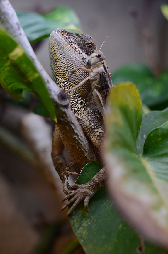 Acanthosaura capra | green prickleape not hungry ;-)  Acanthosaura capra,Geotagged,Germany,Green Pricklenape,grashopper