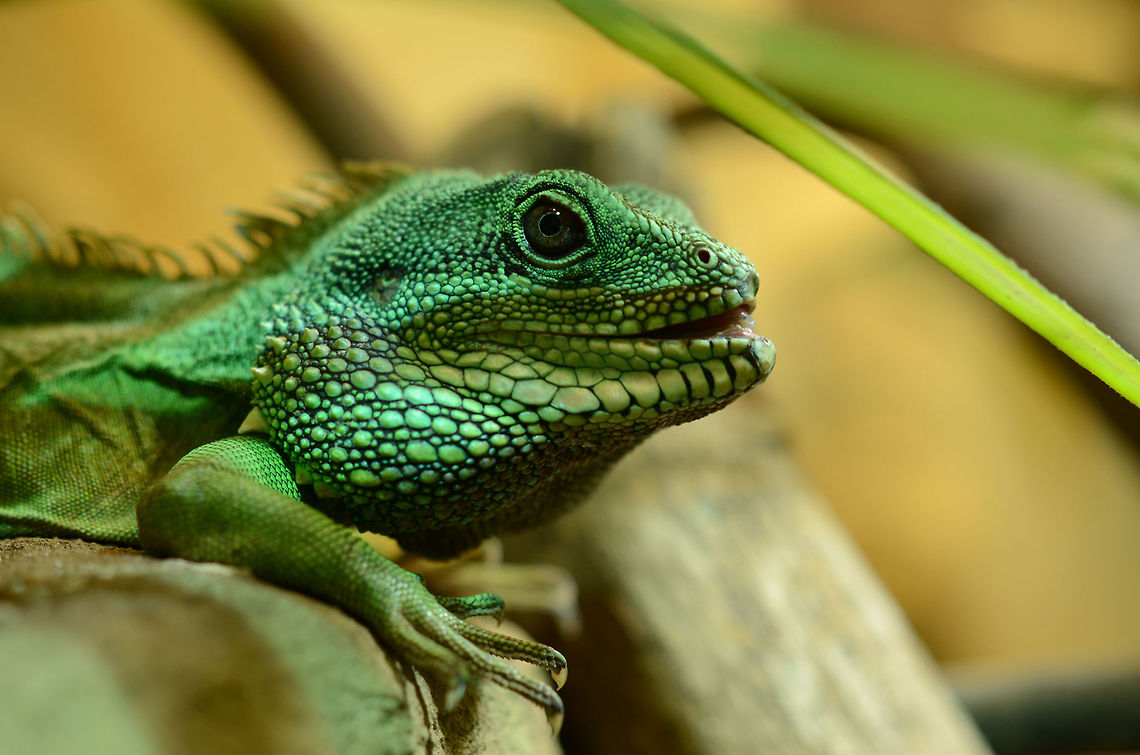 Green waterdragon (male) | Physignathus cocincinus Just another picture of my waterdragons ... maybe to much but I still love it :D Chinese Water Dragon,Fall,Geotagged,Germany,Physignathus cocincinus