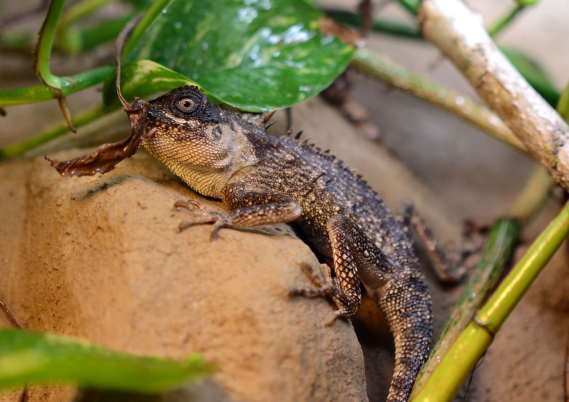 Acanthosaura capra | green prickleape A male green prickleape with a hopper, but you can't see the grashopper - he is in the mouth of the reptile :D Acanthosaura,Acanthosaura capra,Geotagged,Germany,Green Pricklenape,prickleape
