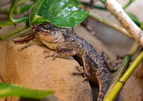 Acanthosaura capra | green prickleape A male green prickleape with a hopper, but you can't see the grashopper - he is in the mouth of the reptile :D Acanthosaura,Acanthosaura capra,Geotagged,Germany,Green Pricklenape,prickleape