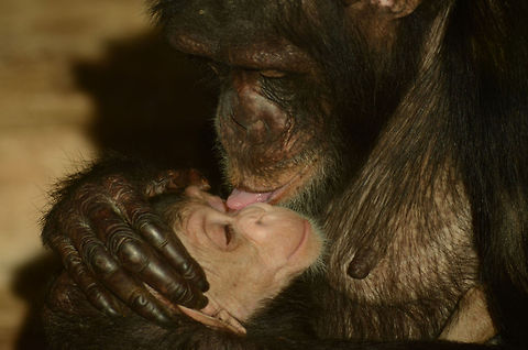 Chimpanzee  Common chimpanzee,Pan troglodytes