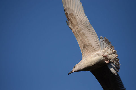 Gull | Larus canus  Common gull,European Herring Gull,Geotagged,Germany,Larus argentatus,Larus canus