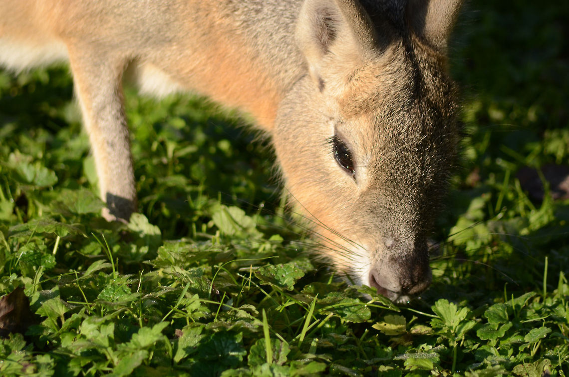 Patagonian mara, Dolichotis patagonum  Dolichotis patagonum,Fall,Geotagged,Germany,Patagonian mara
