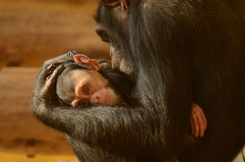 Chimpanzee mother with child I know it isn't so sharp as it should be, but I was so catched of the expression ;-)  Common chimpanzee,Fall,Geotagged,Germany,Pan troglodytes