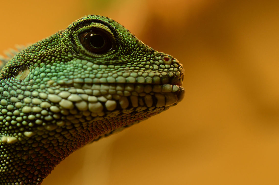 Female green waterdragon | Physignathus cocincinus 0.1  Chinese Water Dragon,Fall,Geotagged,Germany,Physignathus cocincinus