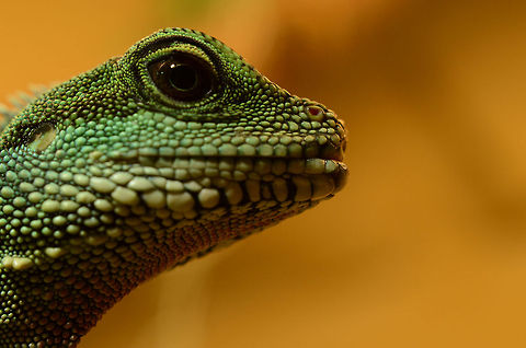 Female green waterdragon | Physignathus cocincinus 0.1  Chinese Water Dragon,Fall,Geotagged,Germany,Physignathus cocincinus