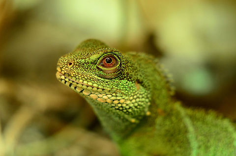Green waterdragon | Physignathus cocincinus 0.1 a female waterdragon  Chinese Water Dragon,Fall,Geotagged,Germany,Physignathus cocincinus,green waterdragon