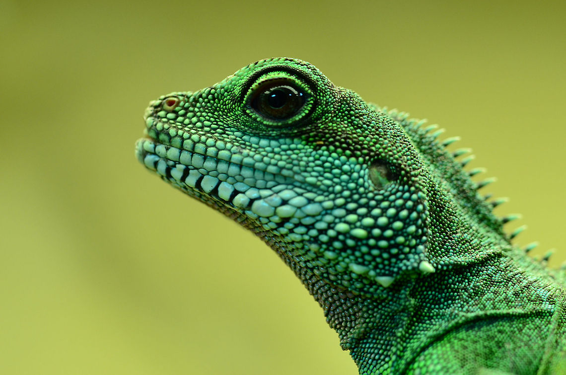 Green waterdragon | Physignathus cocincinus A close up of a female green waterdragon!  Chinese Water Dragon,Geotagged,Germany,Physignathus cocincinus,green waterdragon