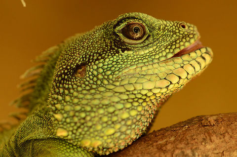 Male Green Waterdragon 1.0 | Physignathus cocincinus A close up of my male waterdragon. Chinese Water Dragon,Geotagged,Germany,Physignathus cocincinus,Waterdragon,green waterdragon; Physignathus cocincinus