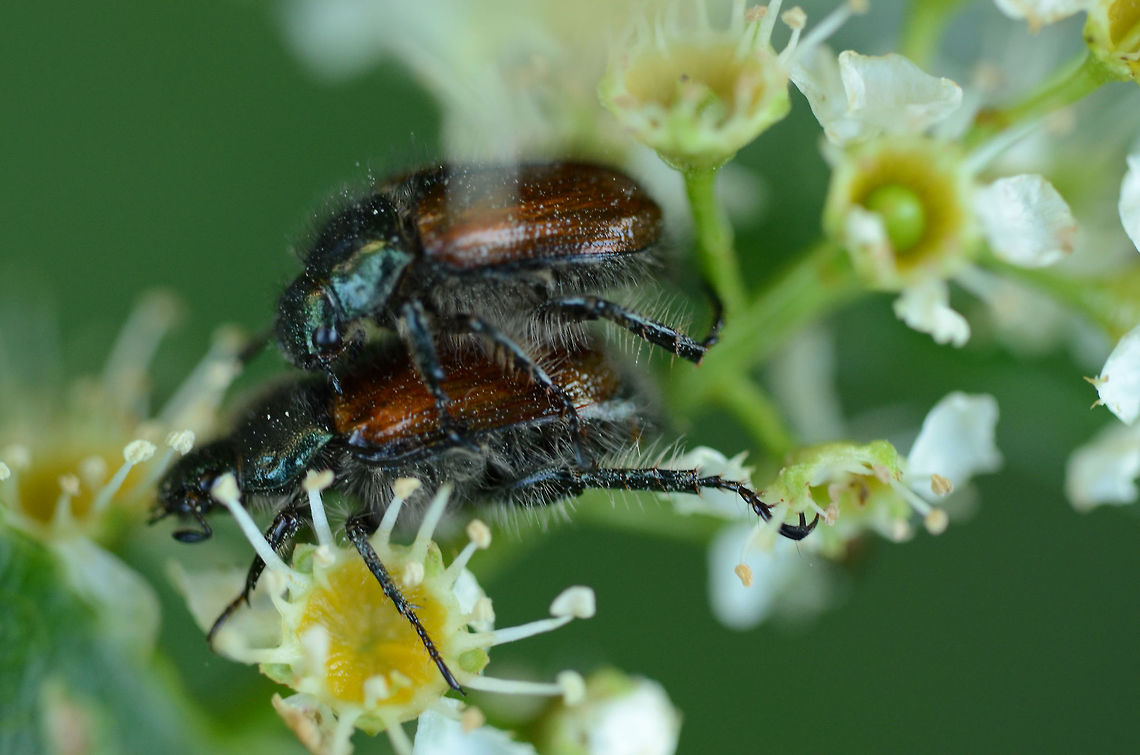 Beetle bracken clock [Phyllopertha horticola] Garden chafer,Geotagged,Germany,Phyllopertha Horticola