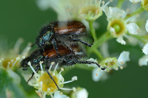 Beetle bracken clock [Phyllopertha horticola] Garden chafer,Geotagged,Germany,Phyllopertha Horticola