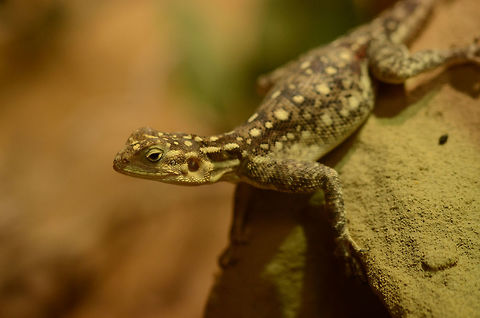 Female Namib Rock Agama 0.1 | Agama planiceps  Agama planiceps,Geotagged,Germany,Namib rock agama,agama