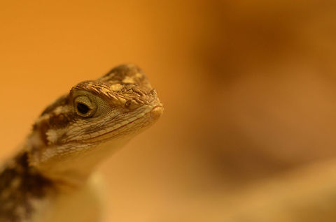 Namib rock agama