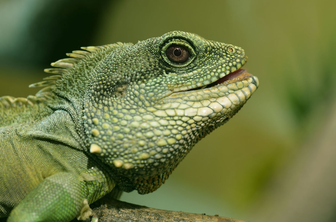 Male Green Waterdragon Physignathus cocincinus 1.0  Chinese Water Dragon,Geotagged,Germany,Physignathus cocincinus,Winter,captive