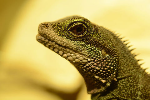 Female Green Waterdragon Here a close up from one of mine Green Waterdragons.  Chinese Water Dragon,Geotagged,Germany,Physignathus cocincinus