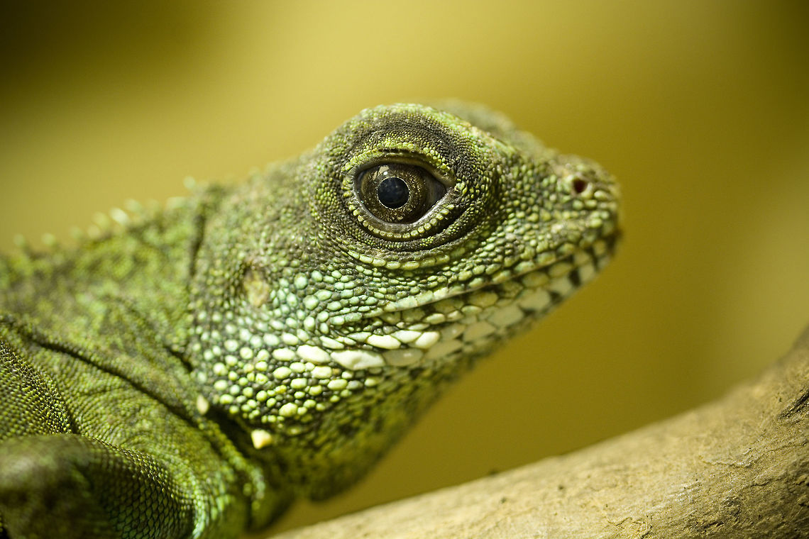 Female Green Waterdragon A close up from one of mine female Green Waterdragons. She got just one eye and it seems to be, that this one is bigger than it should be ^^ Chinese Water Dragon,Geotagged,Germany,Physignathus cocincinus