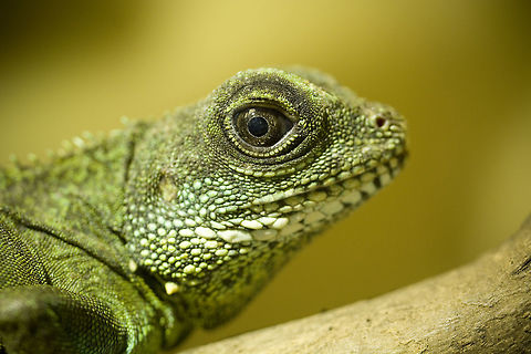 Female Green Waterdragon A close up from one of mine female Green Waterdragons. She got just one eye and it seems to be, that this one is bigger than it should be ^^ Chinese Water Dragon,Geotagged,Germany,Physignathus cocincinus