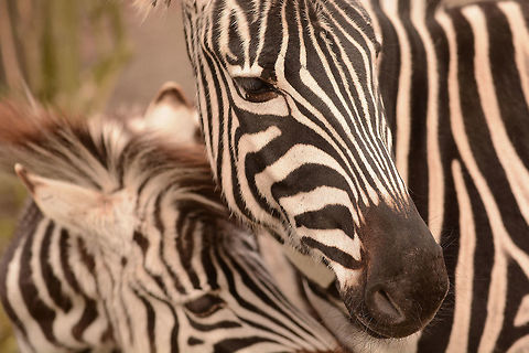 Steppe zebras at the Naturzoo Rheine (DE)  Equus quagga,Geotagged,Germany,Plains zebra