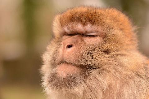 Barbary ape at the Naturzoo Rheine (DE)  Barbary Macaque,Geotagged,Germany,Macaca sylvanus