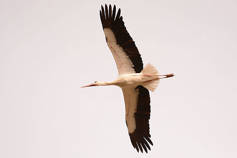 One of a lot of white storks at the Naturzoo Rheine  Ciconia ciconia,Geotagged,Germany,White Stork
