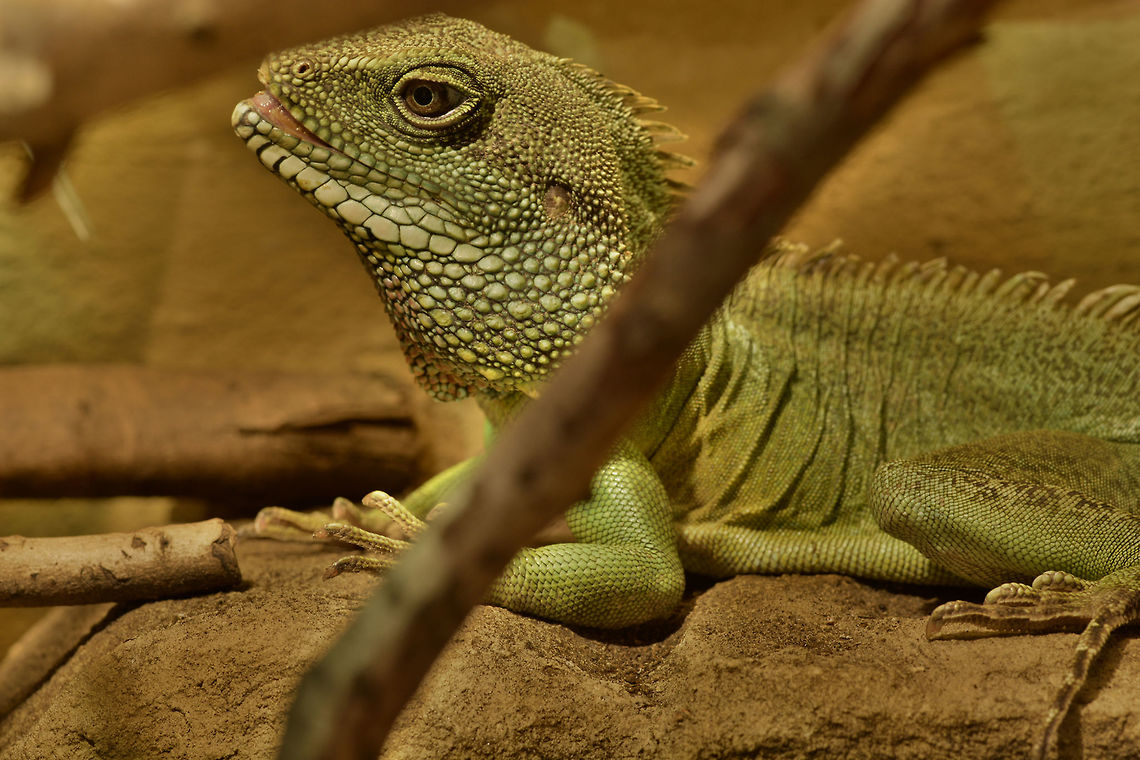 Male green waterdragon - Physignathus cocincinus 1.0 Our huge green waterdragon Chinese Water Dragon,Geotagged,Germany,Physignathus cocincinus,green waterdragon; Physignathus cocincinus