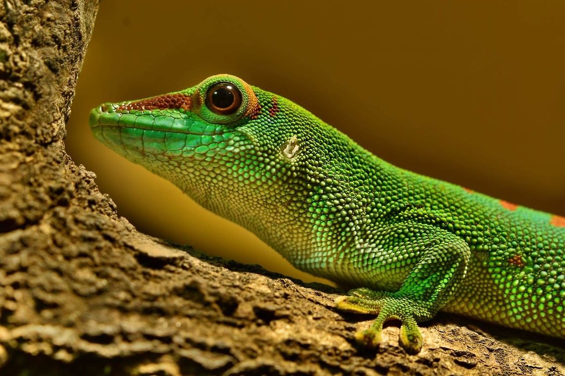 Madagascar Day Gecko Phelsuma grandis female Geotagged,Germany,Phelsuma grandis,Phelsuma madagascariensis grandis