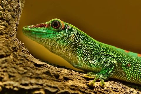 Madagascar Day Gecko Phelsuma grandis female Geotagged,Germany,Phelsuma grandis,Phelsuma madagascariensis grandis