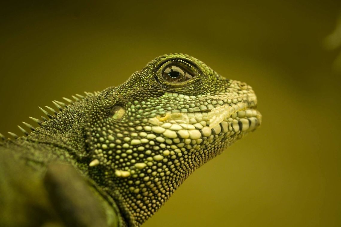 Green watergragon Physignathus cocincinus female Chinese Water Dragon,Geotagged,Germany,Physignathus cocincinus