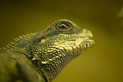 Green watergragon Physignathus cocincinus female Chinese Water Dragon,Geotagged,Germany,Physignathus cocincinus