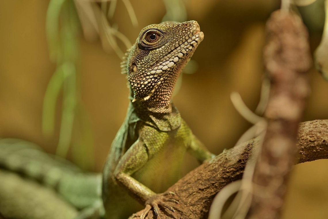 Female Green waterdragon Physignathus cocincinus Chinese Water Dragon,Geotagged,Germany,Physignathus cocincinus