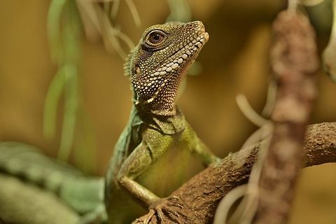 Female Green waterdragon Physignathus cocincinus Chinese Water Dragon,Geotagged,Germany,Physignathus cocincinus