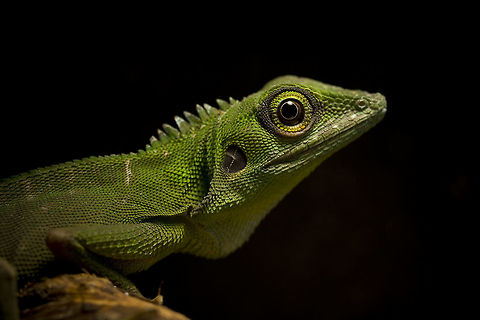 Female Green crested lizard - Bronchocela cristatella  Bronchocela cristatella,Geotagged,Germany,Green Crested Lizard