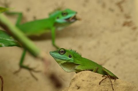 Green crested Lizards - Bronchocela cristatella Two male green crested Lizards.  Bronchocela cristatella,Geotagged,Germany,Green Crested Lizard,asian three agama