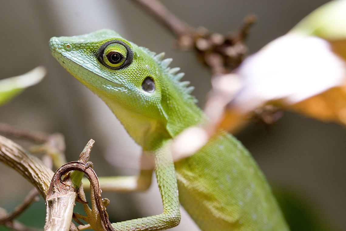 Green crested Lizards A male Bronchocela cristatella  Bronchocela cristatella,Geotagged,Germany,Green Crested Lizard