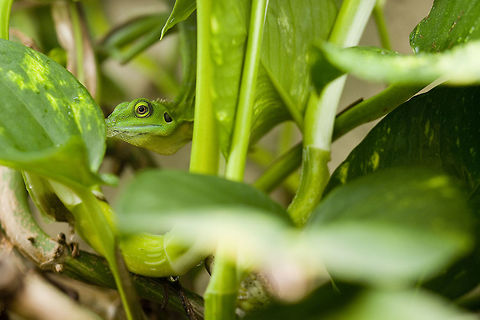 Green crested Lizards Bronchocela cristatella - "Green hell" ^^ Bronchocela cristatella,Geotagged,Germany,Green Crested Lizard