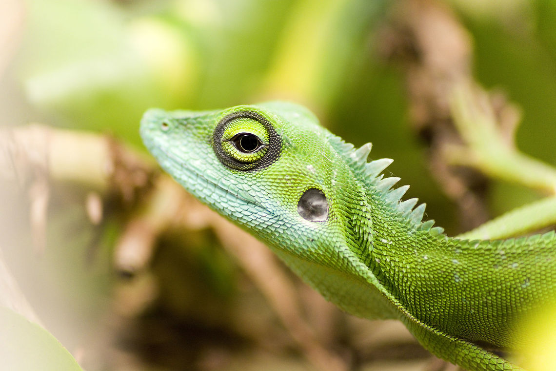 Green crested Lizards A male Bronchocela cristatella Bronchocela cristatella,Geotagged,Germany,Green Crested Lizard