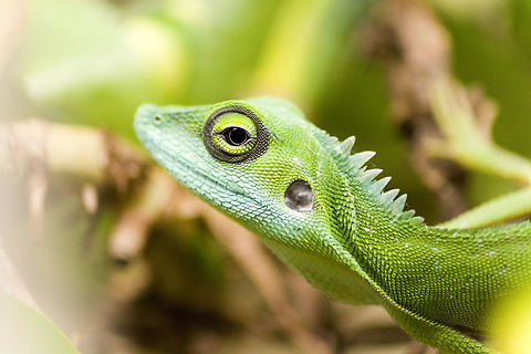 Green crested Lizards A male Bronchocela cristatella Bronchocela cristatella,Geotagged,Germany,Green Crested Lizard