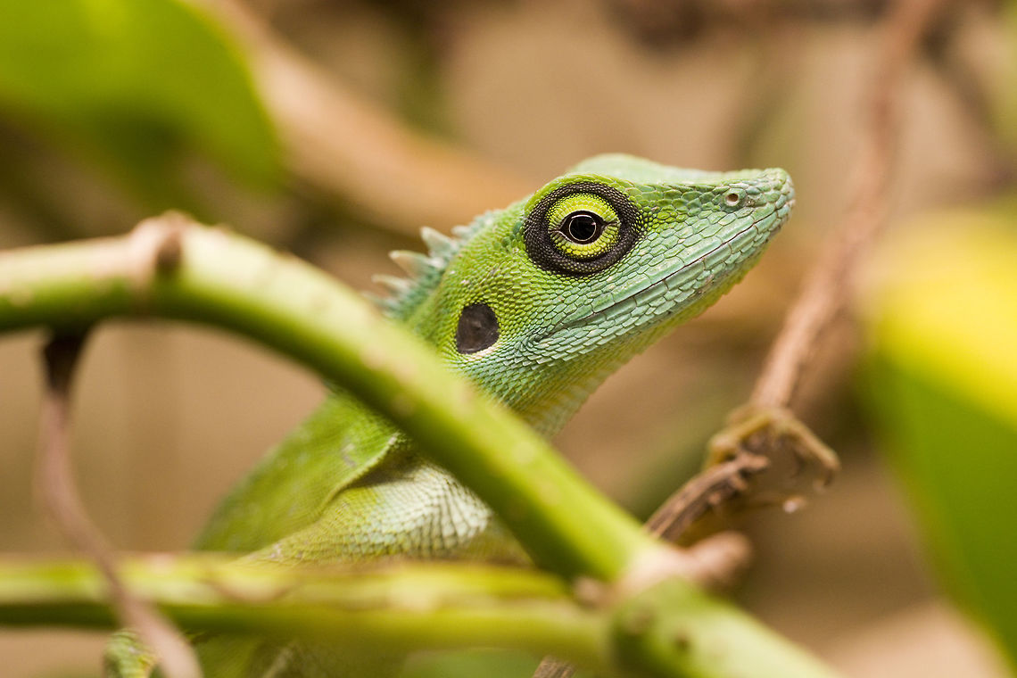 Bronchocela cristatella Green crested Lizard Bronchocela cristatella,Geotagged,Germany,Green Crested Lizard