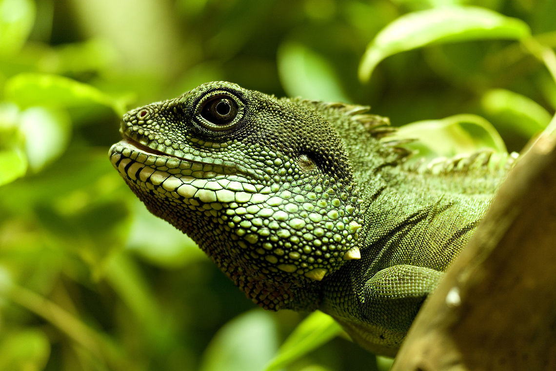 Male Green Waterdragon Physignathus cocincinus in captivity 150mm,Chinese Water Dragon,D7100,Geotagged,Germany,Nikon,Physignathus cocincinus,Sigma