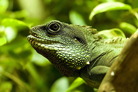 Male Green Waterdragon Physignathus cocincinus in captivity 150mm,Chinese Water Dragon,D7100,Geotagged,Germany,Nikon,Physignathus cocincinus,Sigma