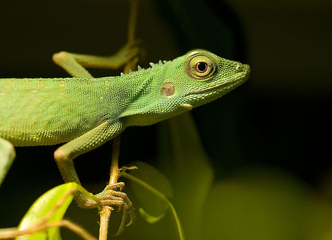 Bronchocela cristatella Green crested Lizard Bronchocela cristatella,Geotagged,Germany,Green Crested Lizard,Green crested Lizard