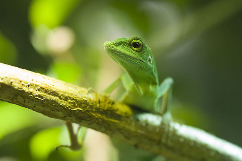 Male Bronchocela cristatella Green crested Lizard Bronchocela cristatella,Geotagged,Germany,Green Crested Lizard