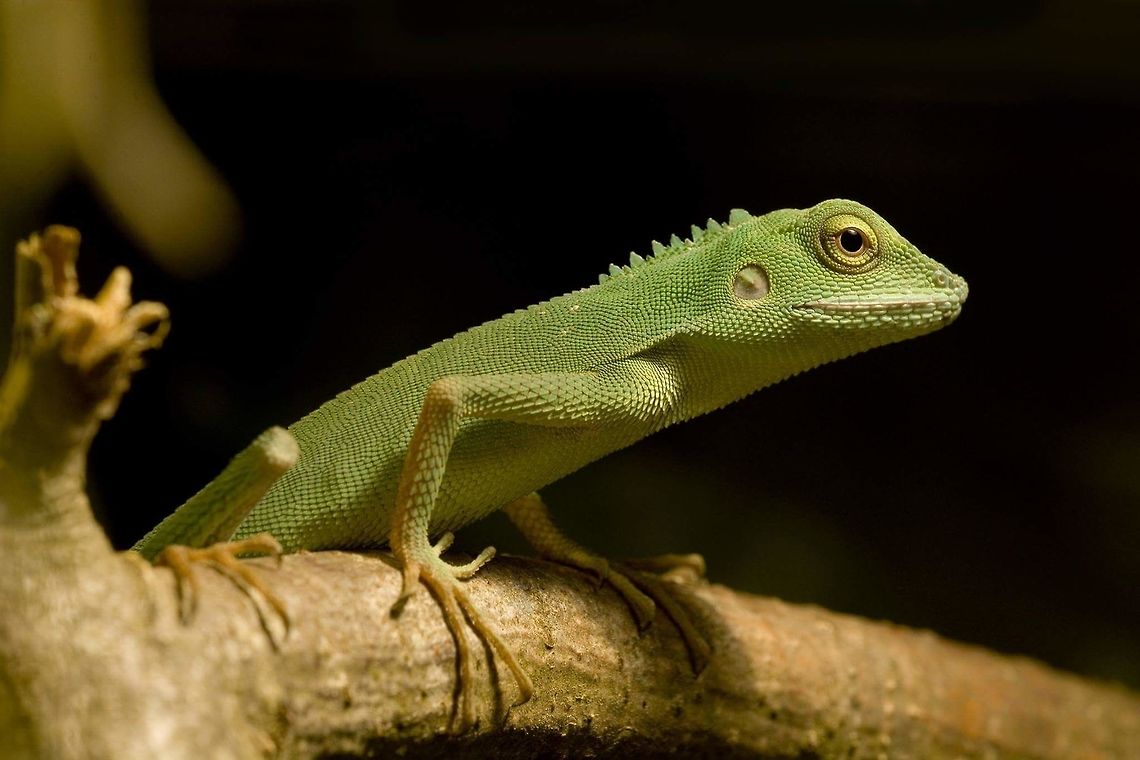 Bronchocela cristatella juvenile Juvenile green crested lizard Bronchocela cristatella,Geotagged,Germany,Green Crested Lizard