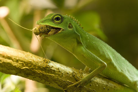 Bronchocela cristatella - Green crested lizard eating Jamm Jamm ... eating a cricket Bronchocela cristatella,Geotagged,Germany,Green Crested Lizard